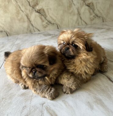 İtlər: Pekines, 2 ay, Ödənişli çatdırılma — 1