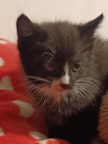 Отдам даром кошку: Котята девочки мальчики 1,5 месяца (серые мальчики, чёрно-белым — 26