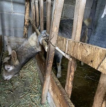 Козы, козлы: Продаю | Коза (самка) | Полукровка | Для разведения | Котные — 2