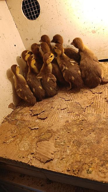 K/t heyvanları və malları: Dişi, | Lal ördək, Damazlıq, Ünvandan götürmə, Ödənişli çatdırılma — 8