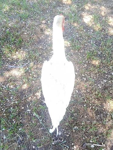 Птицы: Продаю Инкубационное яйцо Чисто кровных даканов разных пород: Китаец — 2