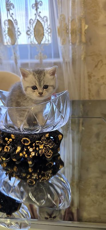 pişik balaları: Şınşıla cins pişiklər həm dişi həm erkek . öz pişiyimin balalarıdı — 9