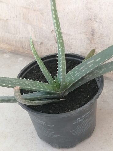 otaq arakəsmələri: Aloe vera
