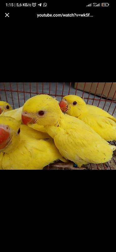 Птицы: 🔸 Продаются птенцы жёлтого ожерелового попугая 🔸 ✨ Начали вылупляться — 7