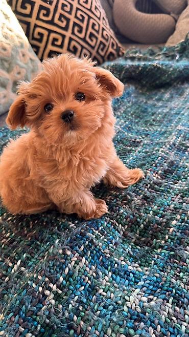 İtlər: 2 ay, Dişi, Peyvəndli, Ünvandan götürmə — 8