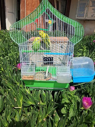 akvarium ve baliqlar: Dalğalı tutuquşu cütü və aksesuarlarla qəfəs dəsti Məhsul tərkibi: - — 2