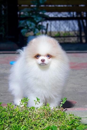 Продажа собак: Шпиц, 5 месяцев, Самец — 5