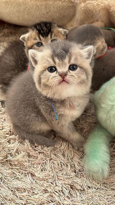 Кошки: Шотландская вислоухая — 7