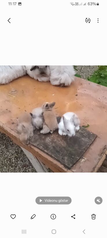 Dovşanlar: Angora tipli tüklü dovşanlar bala 8 manat - Növ: Uzun tüklü (Angora — 9