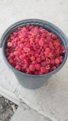 раковина с тумбой и зеркалом в ванную бишкек: Продаю саженцы малины сорта Геракл фото мои