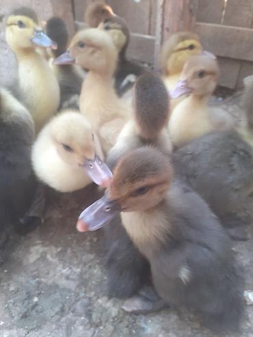 qaz qus: 17 dene ordek balalari biri 4 manat. 50 gep. man. 055 880. 85. 29 — 2
