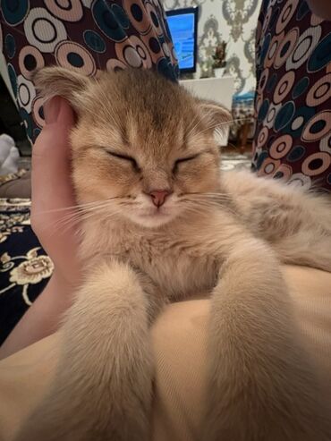 Pişiklər: Şotland yastı qulaq, Erkək, Yaxşı əllərə — 5