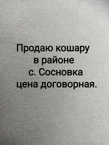 продаю дом раздолный: Продаётся кошара (загон для скота) в районе с. Сосновка. -