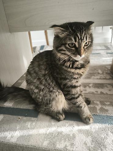 chi su: Кошка даром: Скотиш Фолд (Шотландская вислоухая), Девочка — 4