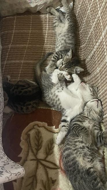 обнимашки: Котята табби (полосатые) домашнего разведения. Описание: - Окрас — 5