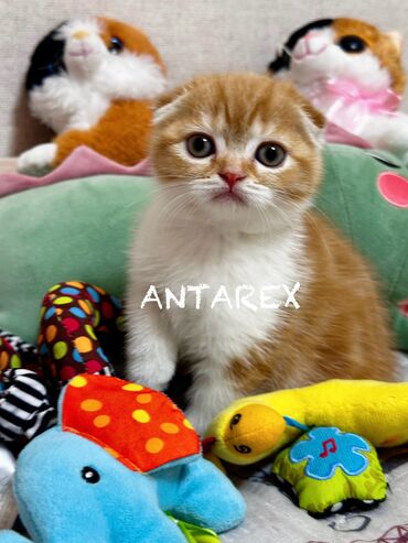 британская короткошерстная кошка шиншилла: Девочка скоттиш-фолд, окрас красный мраморный биколор. Красивая