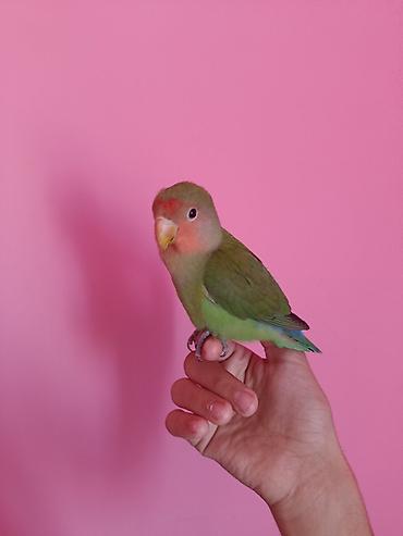 sultan tutuquşusu: “Lovebird” nerazluçnik tutuquşusu Ruçnoy quşdur əldə oturur baladır — 2