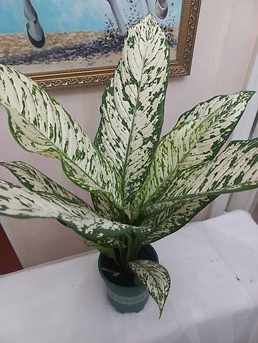 Аглаонемы: Комнатные растения в декоративных кашпо - Ажурные азалии с обильным — 13