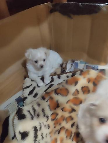 Продажа собак: Чихуахуа, 2 месяца, Самец — 2