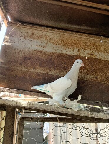 Птицы: Продаю молодых голубей 1 шт стоит пятьсот сом окончательно родители и — 24