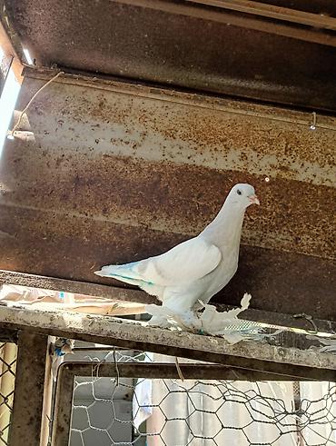 Птицы: Продаю молодых голубей 1 шт стоит пятьсот сом окончательно родители — 23