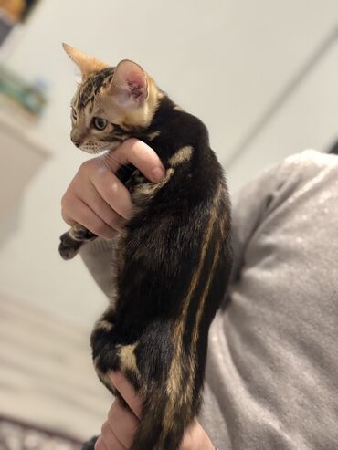 Pişiklər: Benqal — 14