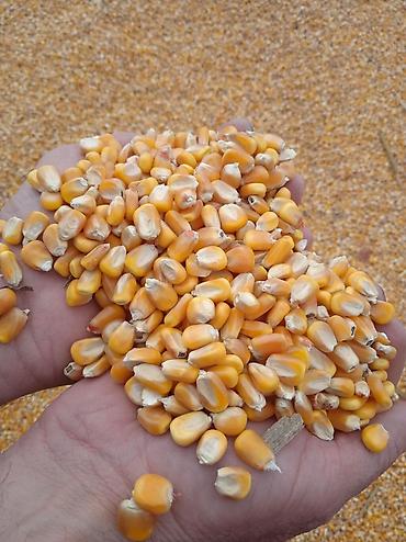 зерновой целка: Кукуруза 🌽🌽 жугору
чистый сухой в мешках и россыпью 
с доставкой — 2
