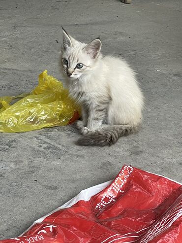 жалал абад кошка: Отдам котят (девочек)2 месяца.
На последних фото мама и папа