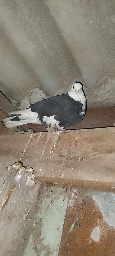 Quşlar: Məhsul: Ev göyərçinləri (bir neçə fərqli rəng və naxış) Təsvir: - — 3