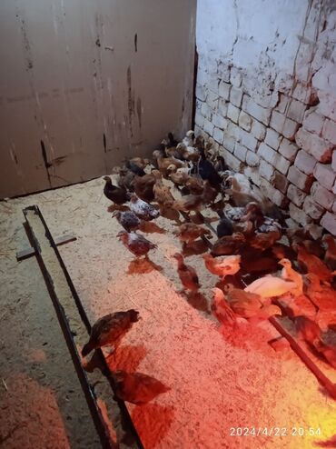 Животные: Продаю цыплят возраст 40 дней 200 сом за штуку