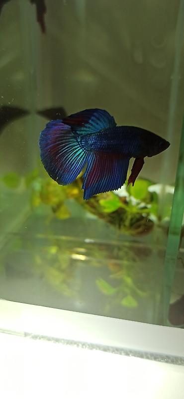 Balıqlar: Betta (Petuşok balığı), Yırtıcı — 8