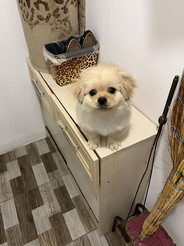 küçük it: Pekines, 4 ay, Erkək, Peyvəndli, Ünvandan götürmə — 1