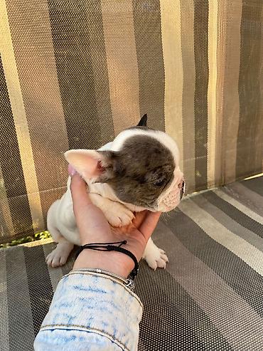 Psi: 🔥 TOP FRANCUSKI BULDOG ŠTENCI 🔥 Na prodaju vrhunski štenci francuskog — 4