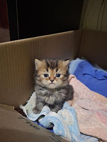 Pişiklər: Britan — 14