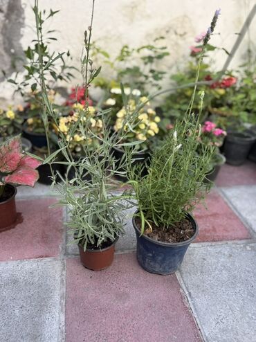 Otaq bitkiləri: Qablarda lavanda bitkiləri. Bu bitkilər öz ətrinə və gözəl görünüşünə