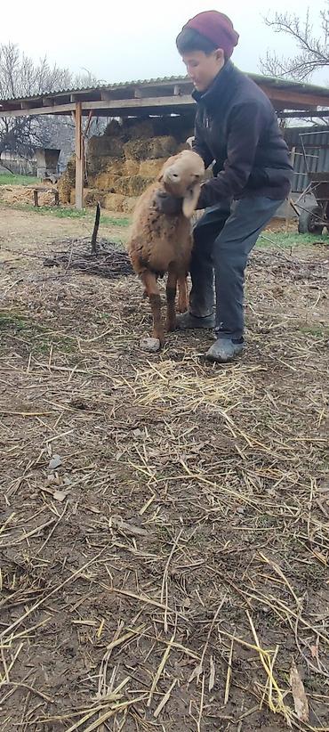 Баран, овца: Продаю | Овца (самка) | Арашан | Для разведения | Матка — 3