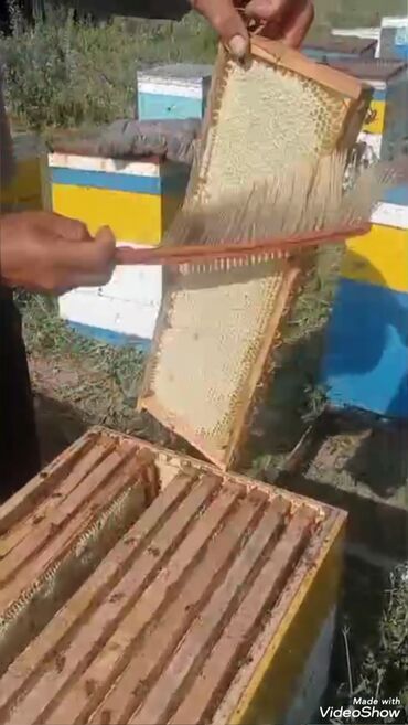 Мёд: Токтогульский мед,100℅чистый 1л-750сом 1бачок-15000т — 6