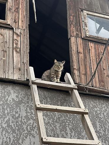 Отдам даром кошку: 🐾 Ищу добрый дом для Серого 🤍 Мальчик, примерно 2 года. Домашний — 3