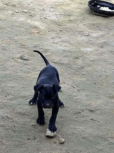 balaca cucə: Kane-Korso, 1 ay, Dişi — 8