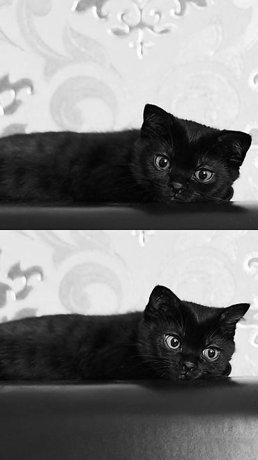 шотландский котенок: Скотиш Страйт (Шотландская прямоухая), 3 месяца, Девочка, Черный, Метис — 1