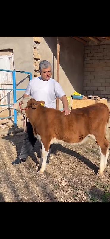 Dana, buzov: Satılır: simmental tipli dana - Cins: ətli istiqamət – simmental — 2