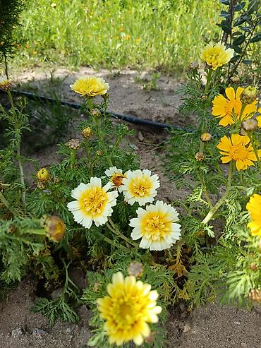 хонча новруз: Payızgülü (Chrysanthemum coronarium) – dekorativ, yeməli yarpaqlı və — 3