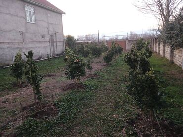 astara torpaq: 6 sot, Biznes üçün, Mülkiyyətçi, Kupça (Çıxarış)