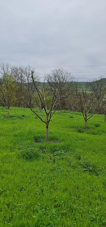 Torpaq sahələrinin satışı: 12 sot, Tikinti — 11