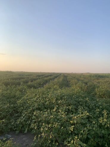 жер сатылат токмок: 1000 соток, Бизнес үчүн, Башкы ишеним кат
