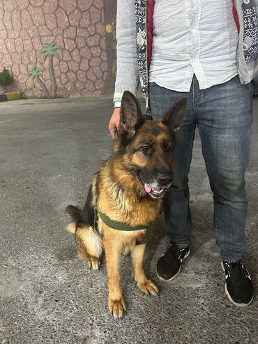 İtlər: Alman çoban iti, 2 il, Dişi, Peyvəndli, Pulsuz çatdırılma — 6