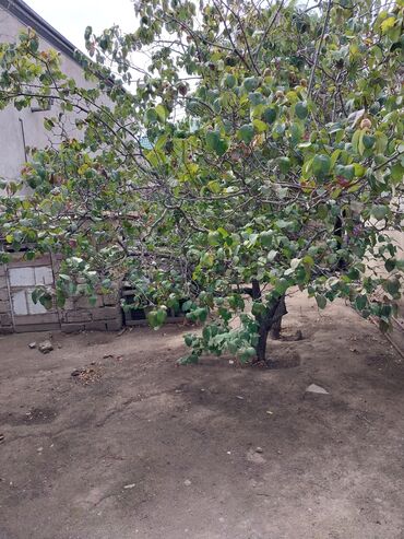 bakıxanov qesebesi: 65 sot, Tikinti, Makler, Kupça (Çıxarış)