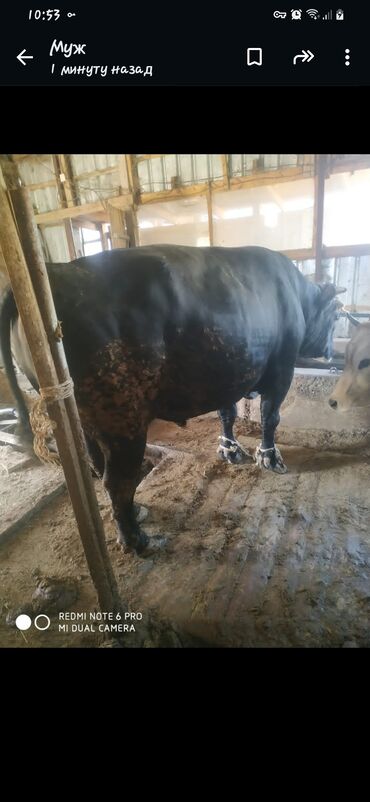 Коровы, быки: Продаю коров тёлок быков на мясо через вес в Кара-Балта только звонить