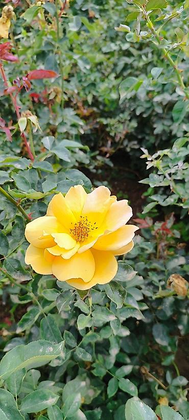 Роза: Саженцы садовых роз (кустарниковые/чайно-гибридные, флорибунда) — — 3