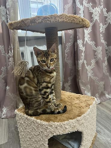 куплю кошку: Бенгальская, 4 месяца, Мальчик, Приучена к лотку, Проглистована, С прививками — 4